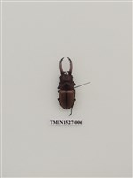 藏品(兩點赤鍬形蟲)的圖片